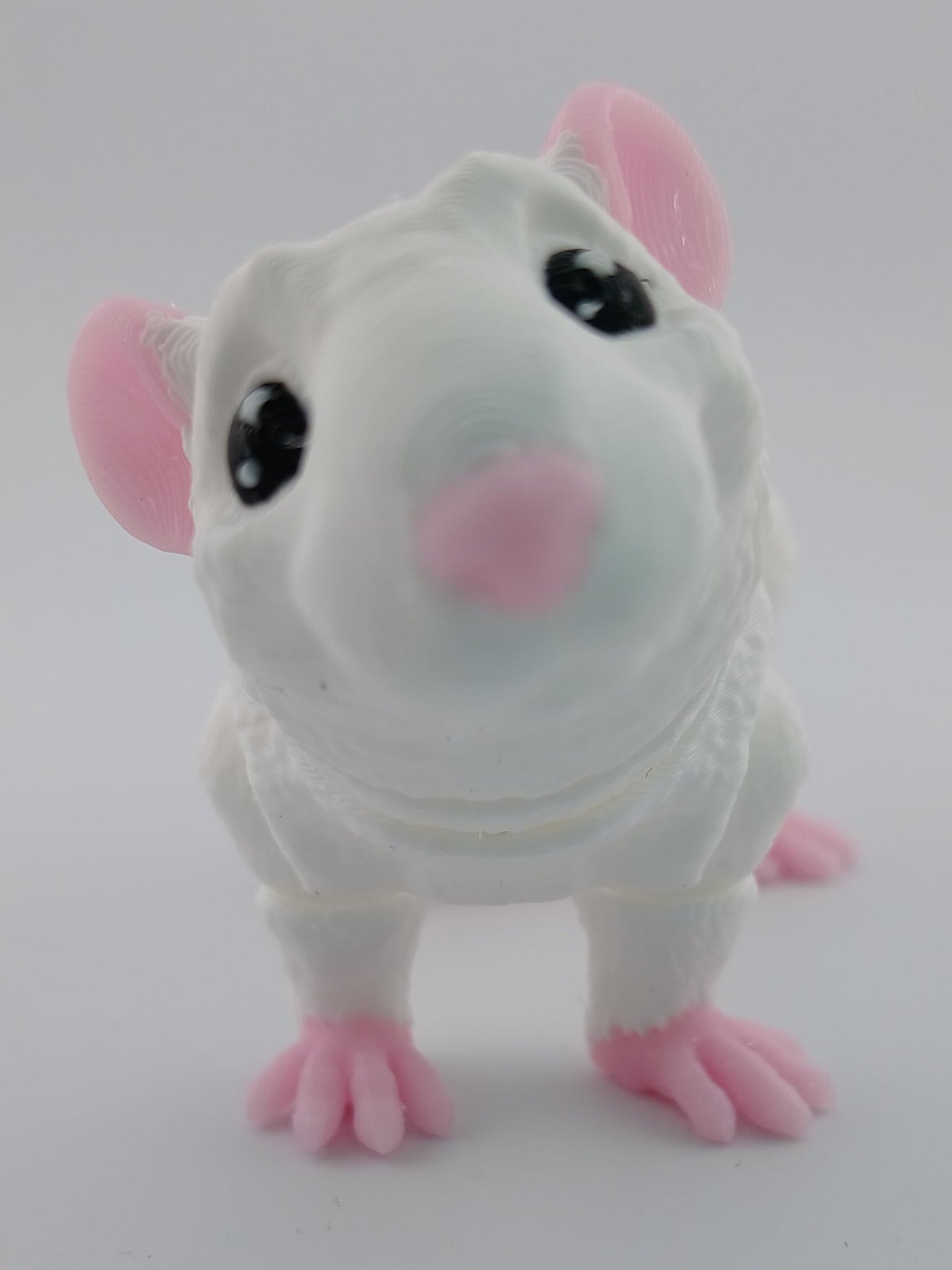 Rat