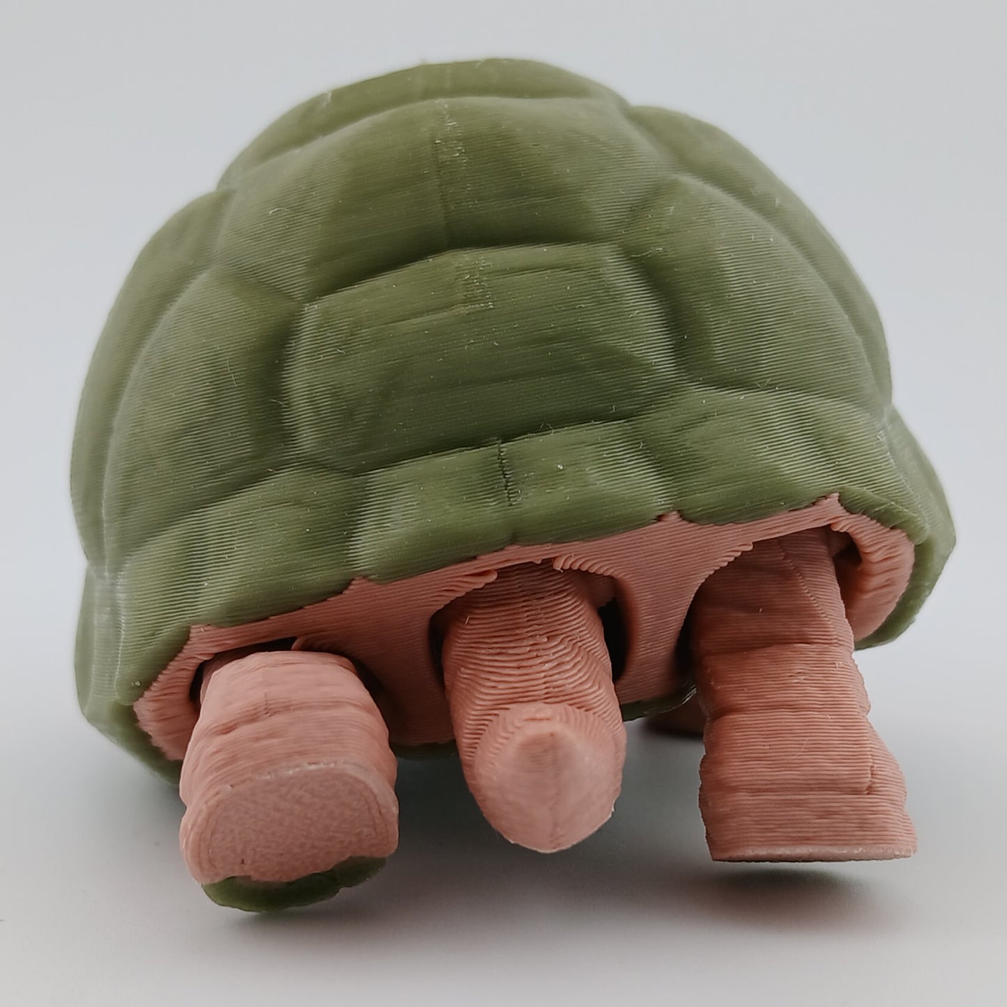 Tortoise