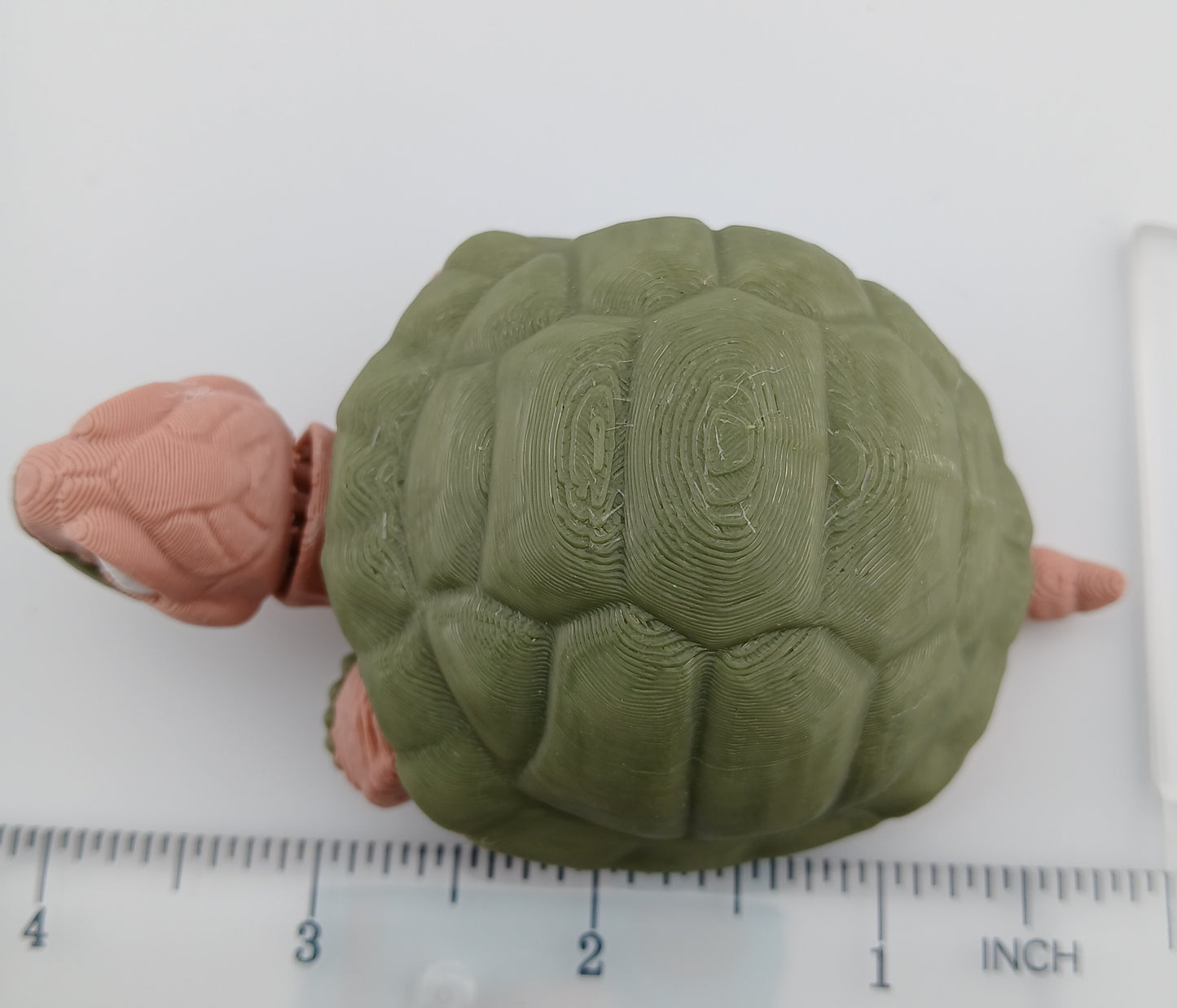Tortoise