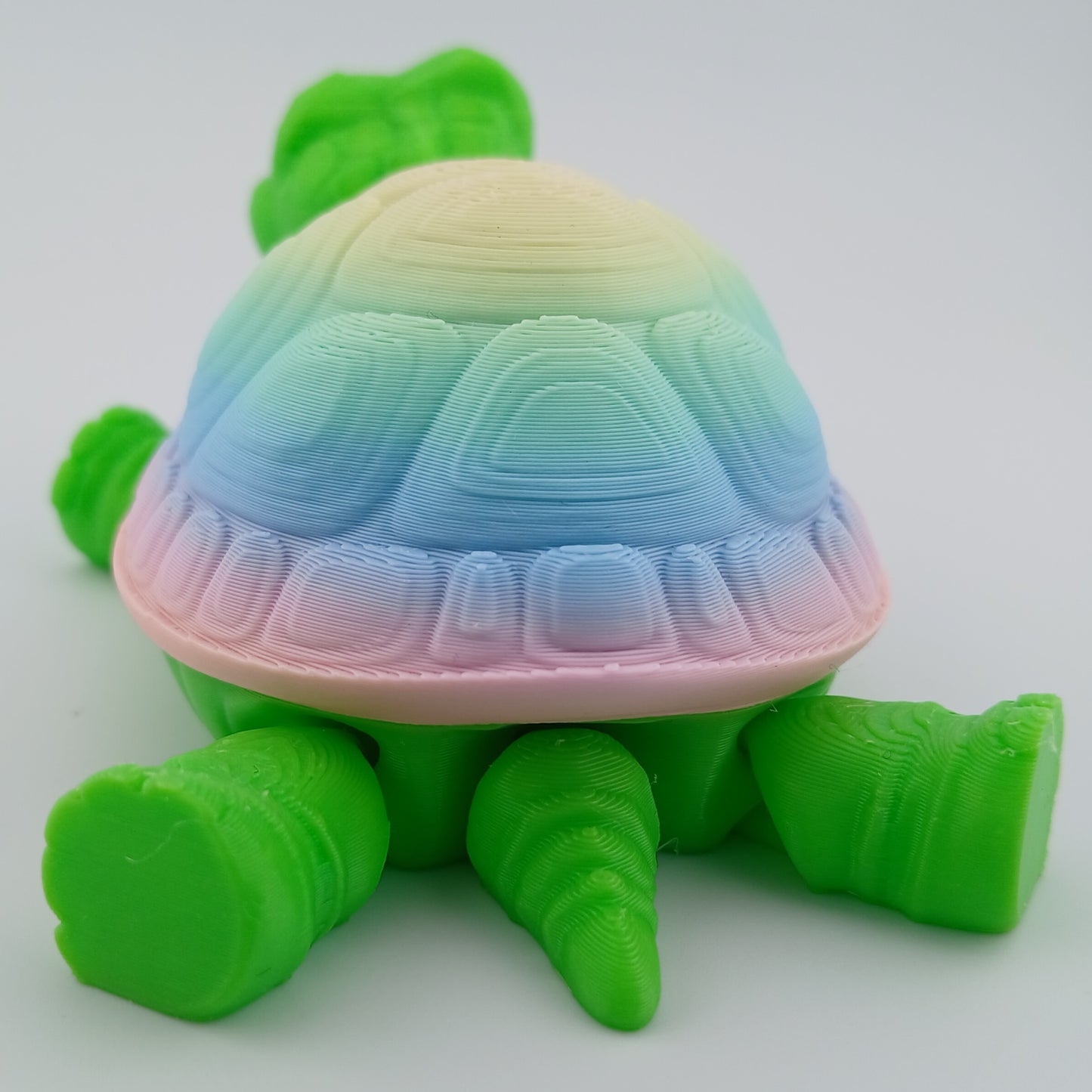 Box Turtle
