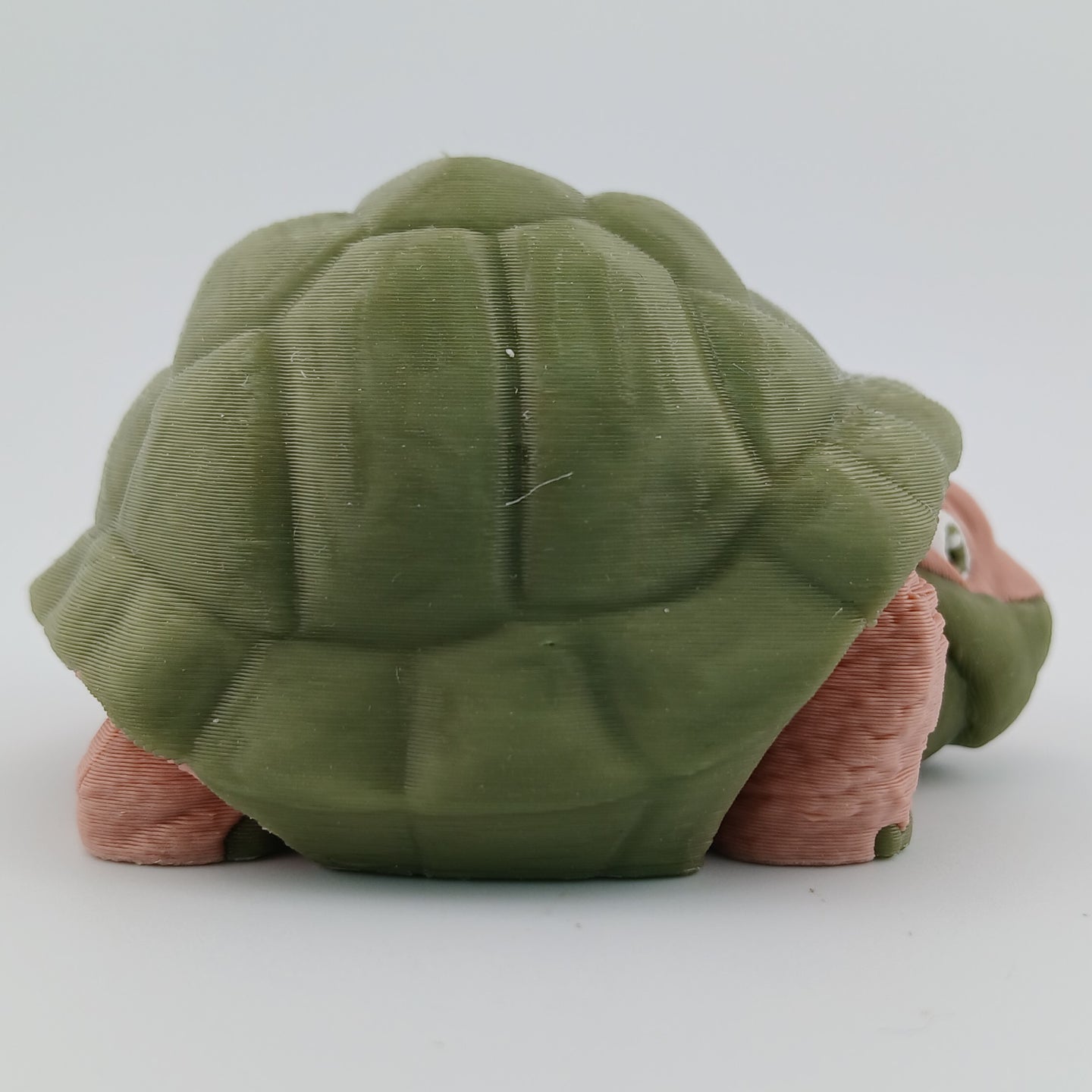 Tortoise