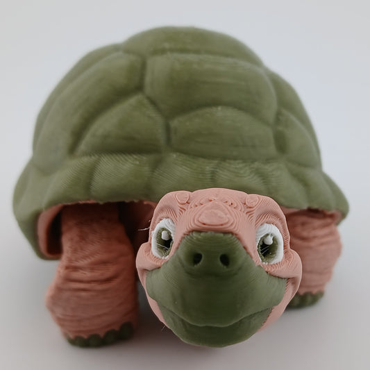 Tortoise