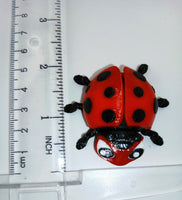 Lady Bug