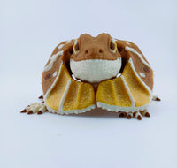 Frilled Neck Lizard