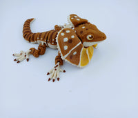 Frilled Neck Lizard