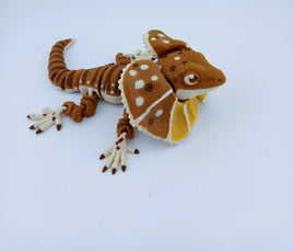 Frilled Neck Lizard