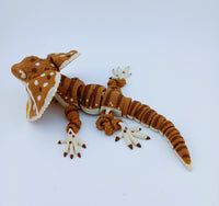 Frilled Neck Lizard