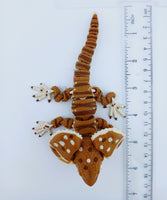 Frilled Neck Lizard
