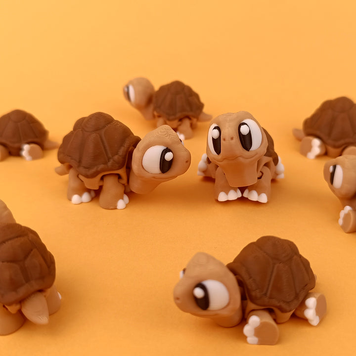Big Eyed Tortoise