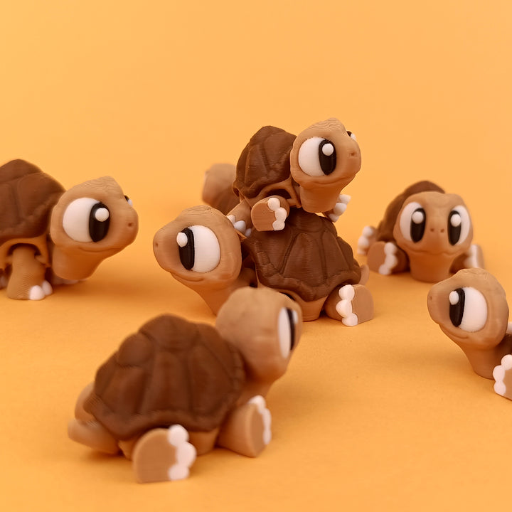 Big Eyed Tortoise