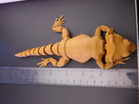 Bearded Lizard